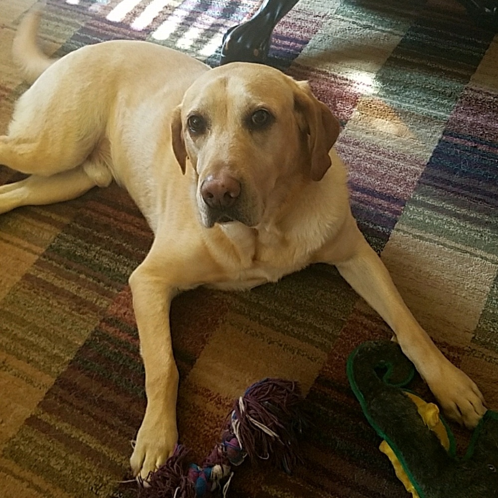 Meet your Posher, Lisa